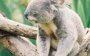 Bear Koala Resting